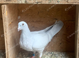 Milky racer racing homing young pigeons