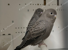 Rare  Black faced /black wing split