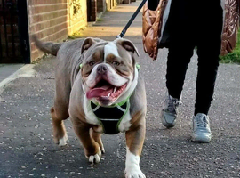 Old English Bulldog Needing loving new home.