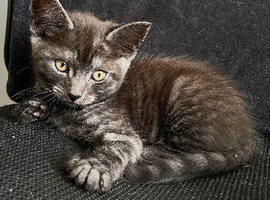 1 kitten