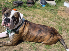 Male American bulldog Cross boxer