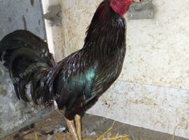 Brazilian game cock