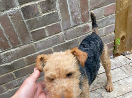 Lakeland terrier
