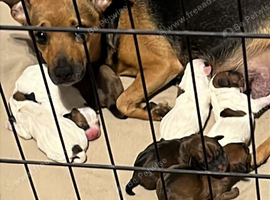 Jack Russell x parson Russell pups
