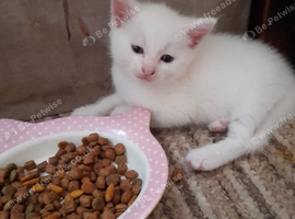 White girl kitten