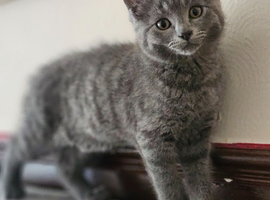 British shorthair girls