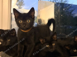 Lovely chocolate brown British shorthair kittens