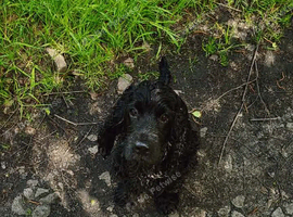 KC Cocker Spaniel for stud
