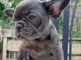 Solid Blue French bulldog 10 weeks old
