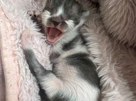 FEMALE Kitten needing a new home in 8 weeks !