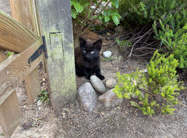 Kittens