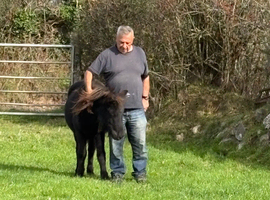 Yearling Standard Shetland Gelding