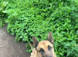 Mali Dog