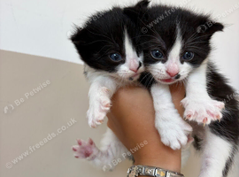 Kittens