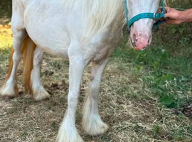 Palomino and white cob
