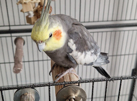 This lovely boy is looking for a really good and happy home