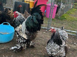 Rare Silver/gold laced Brahma hatching eggs