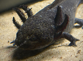Female axolotl