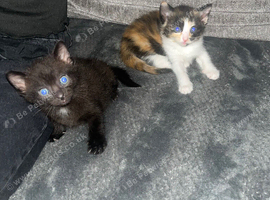 2 beautiful girls kittens