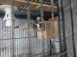 Breeding Pair of Java with baby's