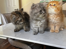 Persian kittens