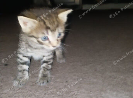 6 beautiful kittens