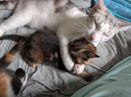 Bengal x Maine coon kittens