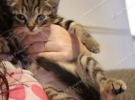 Tabby Kitten For Sale 8 weeks old