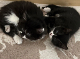 Two beautiful black-and-white kittens for sale 1 mile one female born on Valentine&rsquo;s Day ready to go