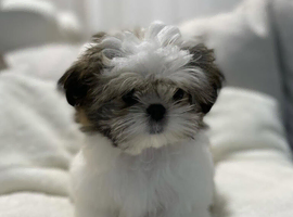 Adorable Shih Tzu Puppies Ready for Loving Homes