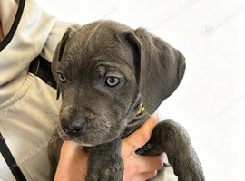 8 lovely cane corso puppies