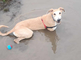 Lurcher X