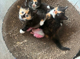 Kittens for sale