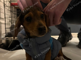 Dachshund for sale