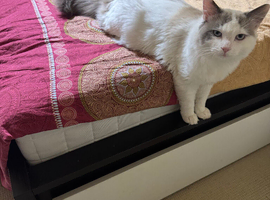 Ragdoll mixed bread ready to leave
