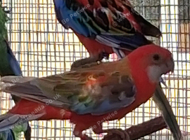 Dna sexed rosellas