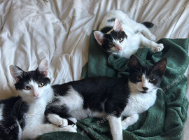 Beautiful, loving, gentle 3 kittens.