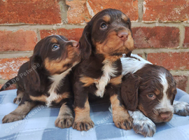 Cocker Spaniel Puppies