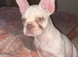 7 month old female pup for sale