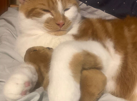 3 1 year old cats