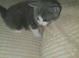 I am selling kittens. I have four of them, two girls and two boys. Three kittens have blue eyes..