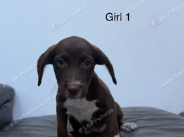 Cockerjack puppies for sale