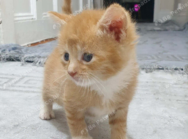Kittens for sale