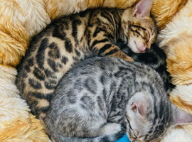 GCCF Registered Pedigree Kittens &ndash; Ready Early June