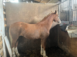 2 year old filly welsh d