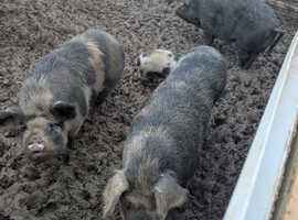 Kune kunes