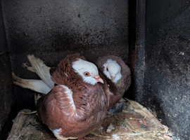 Male and female piegons