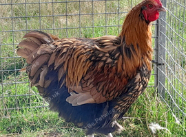 Handsome Gold Laced Orpington cockerel