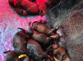 4 kc registered standard wirehaired