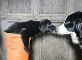 Adorable Border collie cross Cockerpoo puppies
